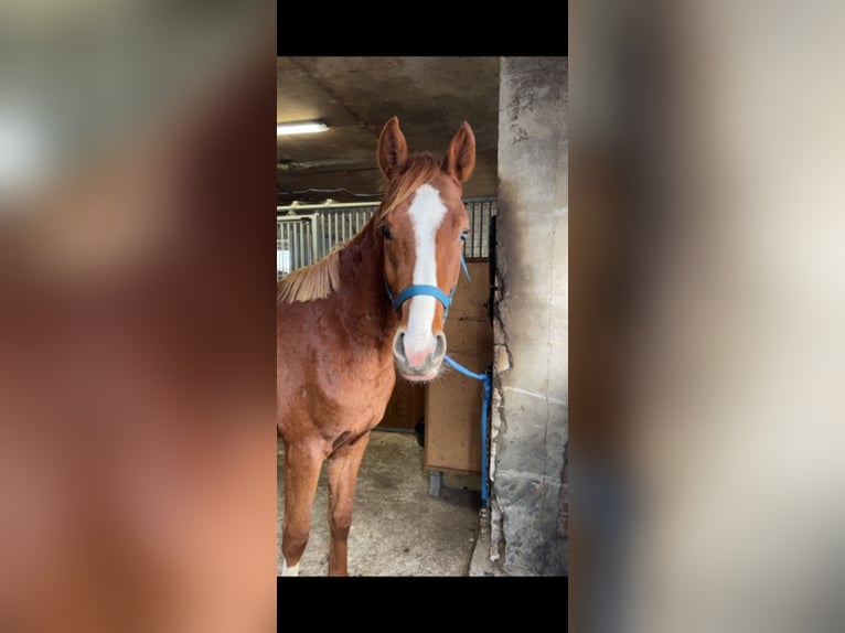 Westfale Wallach 3 Jahre 164 cm Fuchs in Herzebrock-Clarholz