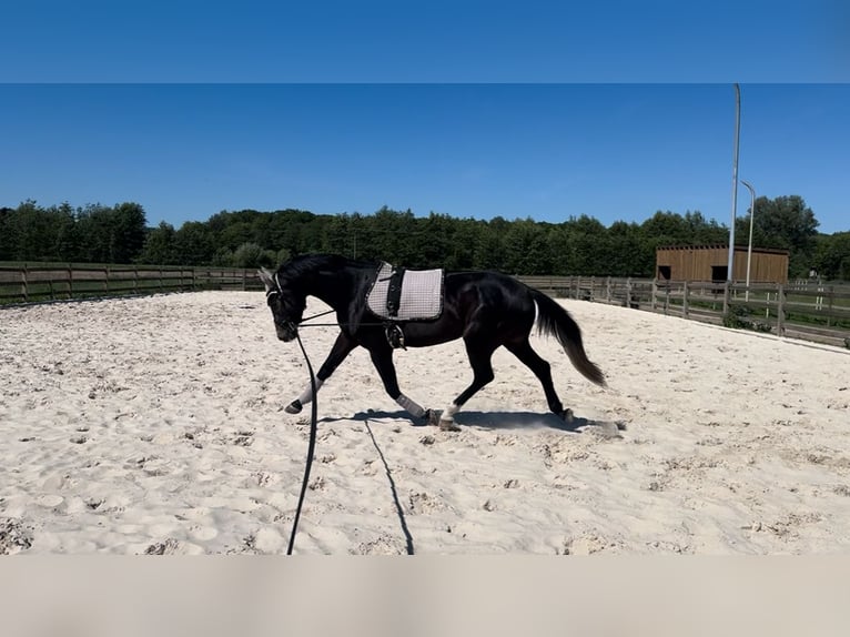 Westfale Wallach 3 Jahre 164 cm Kann Schimmel werden in Horstmar