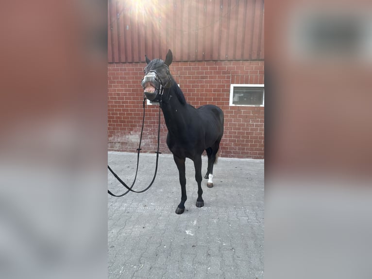 Westfale Wallach 3 Jahre 164 cm Kann Schimmel werden in Horstmar