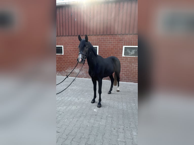 Westfale Wallach 3 Jahre 164 cm Kann Schimmel werden in Horstmar