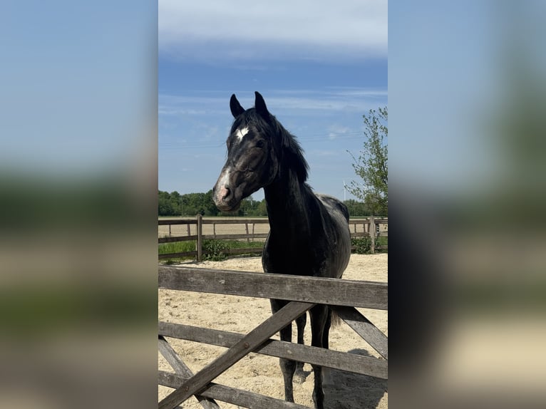 Westfale Wallach 3 Jahre 164 cm Kann Schimmel werden in Horstmar