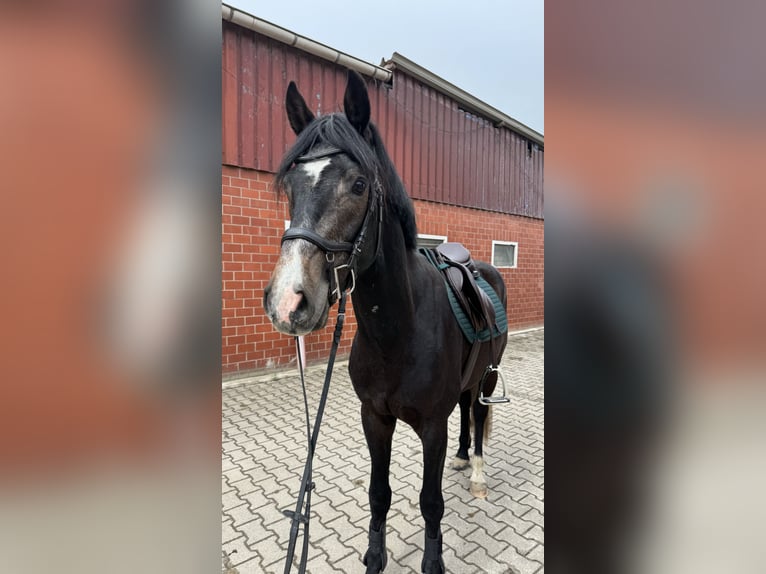 Westfale Wallach 3 Jahre 164 cm Kann Schimmel werden in Horstmar