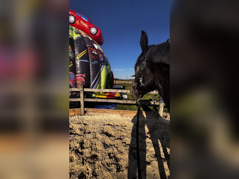 Westfale Wallach 3 Jahre 164 cm Kann Schimmel werden in Horstmar