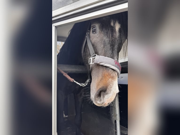 Westfale Wallach 3 Jahre 164 cm Kann Schimmel werden in Horstmar