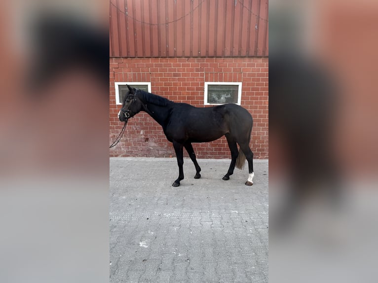 Westfale Wallach 3 Jahre 164 cm Kann Schimmel werden in Horstmar