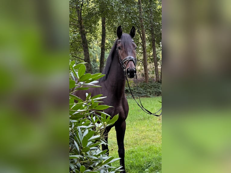 Westfale Wallach 3 Jahre 164 cm Schwarzbrauner in Edewecht