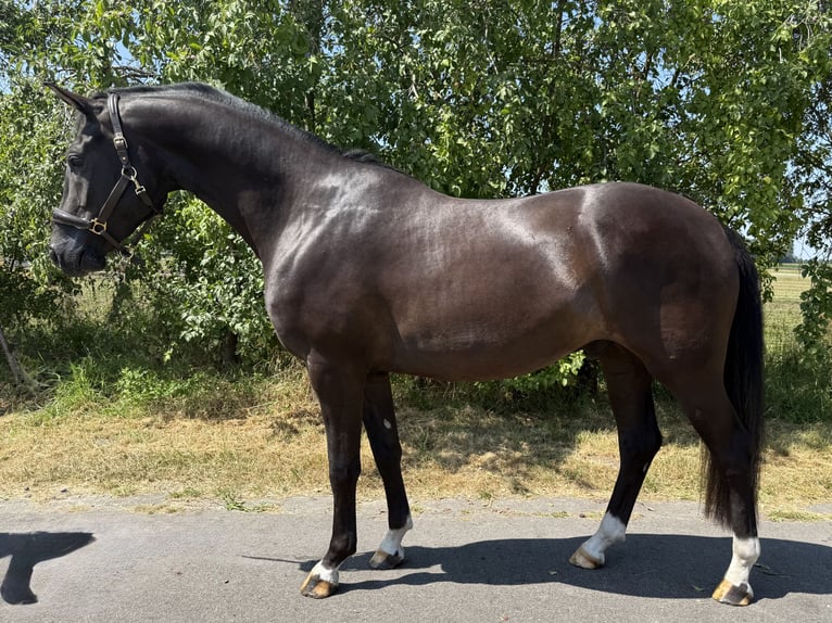 Westfale Wallach 3 Jahre 164 cm Schwarzbrauner in Warendorf