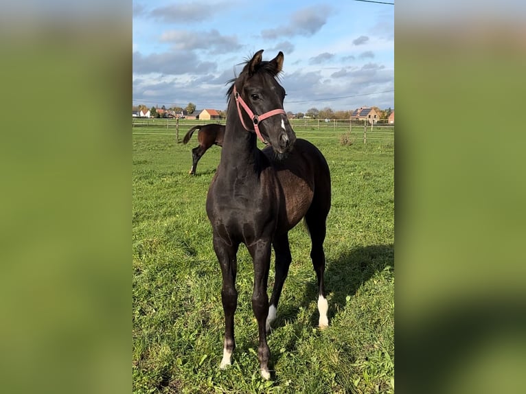 Westfale Wallach 3 Jahre 164 cm Schwarzbrauner in Warendorf