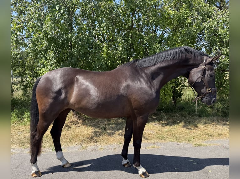 Westfale Wallach 3 Jahre 164 cm Schwarzbrauner in Warendorf