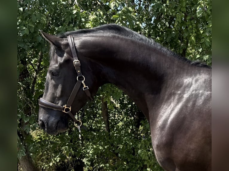 Westfale Wallach 3 Jahre 164 cm Schwarzbrauner in Warendorf