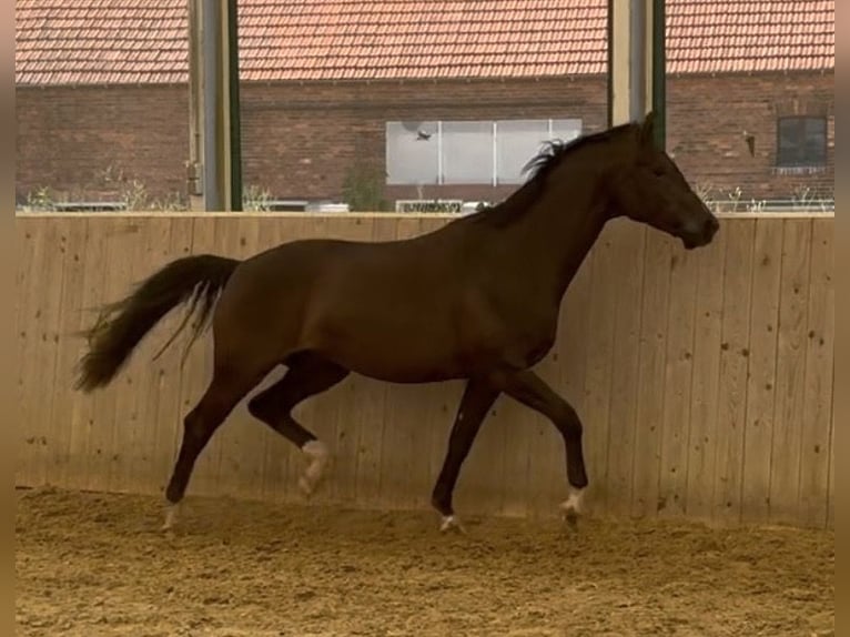Westfale Wallach 3 Jahre 164 cm Schwarzbrauner in Warendorf