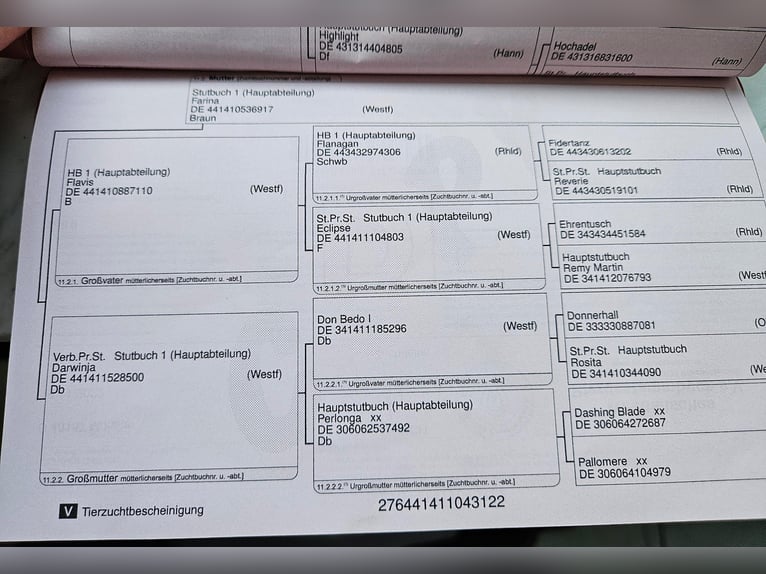 Westfale Wallach 3 Jahre 165 cm Brauner in Uelversheim