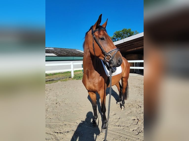 Westfale Wallach 3 Jahre 165 cm Brauner in Selm