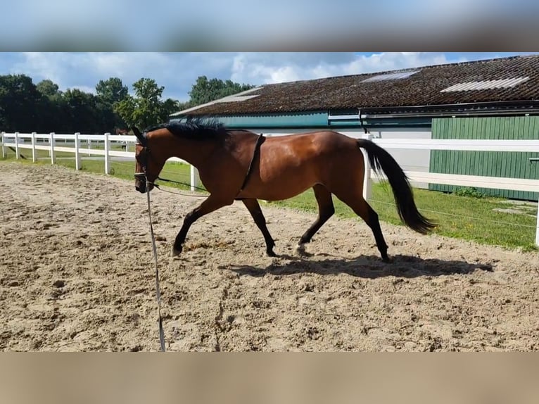Westfale Wallach 3 Jahre 165 cm Brauner in Selm