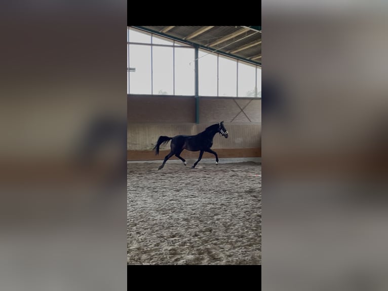 Westfale Wallach 3 Jahre 165 cm Dunkelbrauner in Ibbenbüren