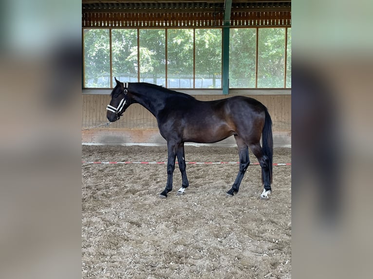Westfale Wallach 3 Jahre 165 cm Dunkelbrauner in Ibbenbüren