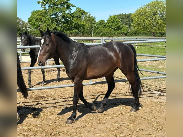 Westfale Wallach 3 Jahre 165 cm Dunkelbrauner in Everswinkel
