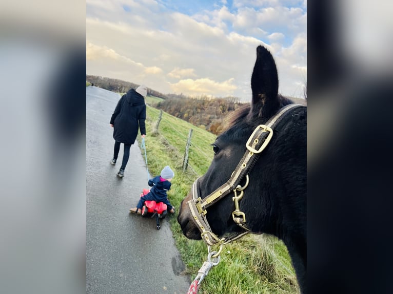 Westfale Wallach 3 Jahre 165 cm Dunkelbrauner in Bad Berleburg