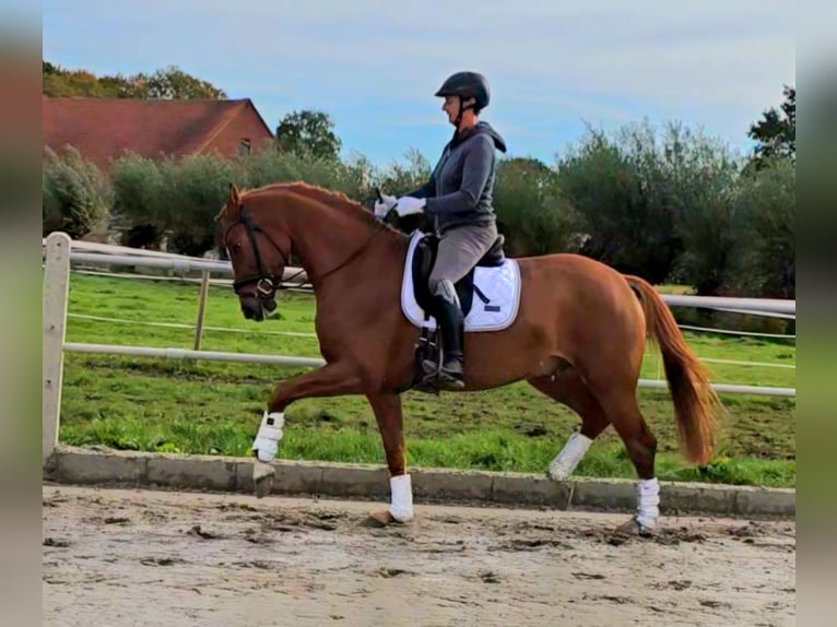 Westfale Wallach 3 Jahre 165 cm Fuchs in Bünde