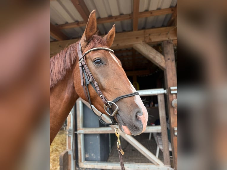Westfale Wallach 3 Jahre 165 cm Fuchs in Trendelburg