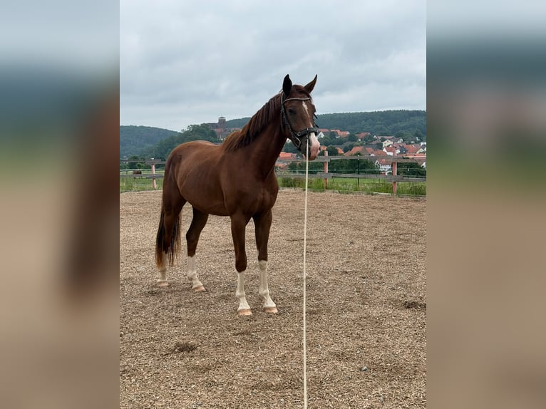 Westfale Wallach 3 Jahre 165 cm Fuchs in Trendelburg