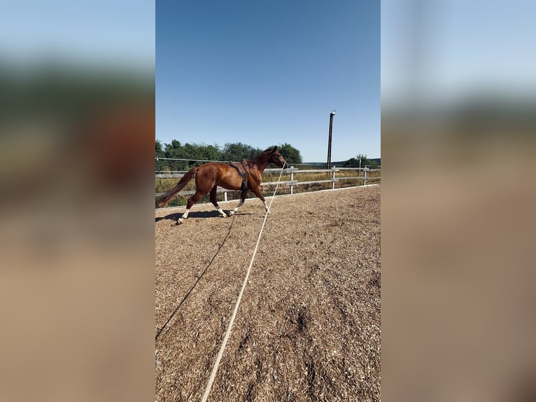 Westfale Wallach 3 Jahre 165 cm Fuchs in Trendelburg