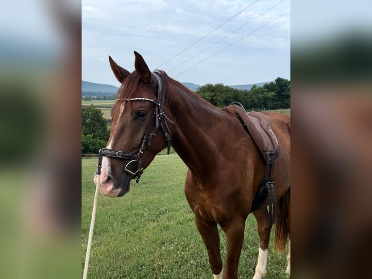Westfale Wallach 3 Jahre 165 cm Fuchs in Trendelburg