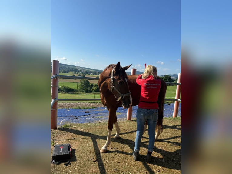Westfale Wallach 3 Jahre 165 cm Fuchs in Trendelburg