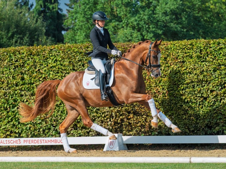 Westfale Wallach 3 Jahre 165 cm Fuchs in M&#xFC;nster-Handorf