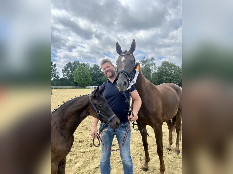Westfale Wallach 3 Jahre 165 cm Rappe in Lingen