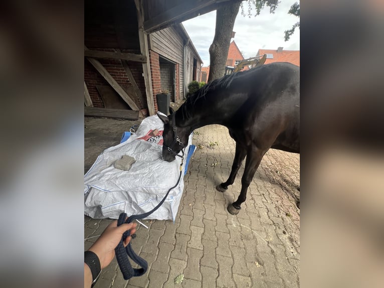Westfale Wallach 3 Jahre 165 cm Rappe in Lingen