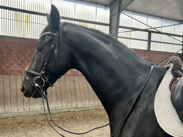 Westfale Wallach 3 Jahre 165 cm Rappe in Lingen