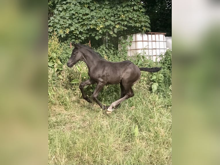 Westfale Wallach 3 Jahre 165 cm Rappe in Lingen