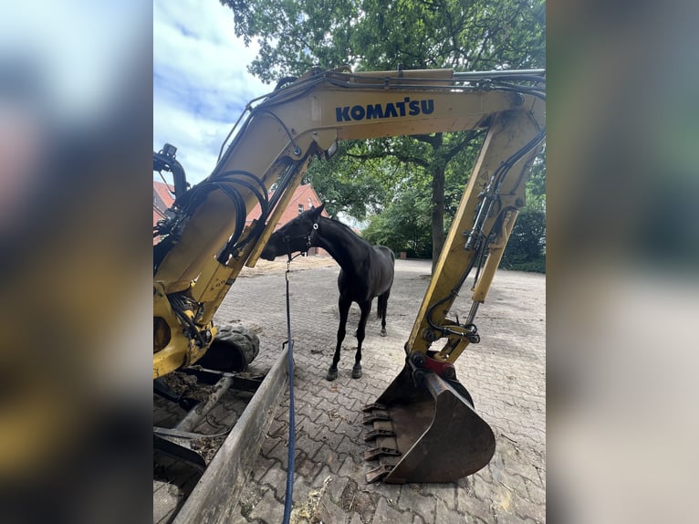 Westfale Wallach 3 Jahre 165 cm Rappe in Lingen