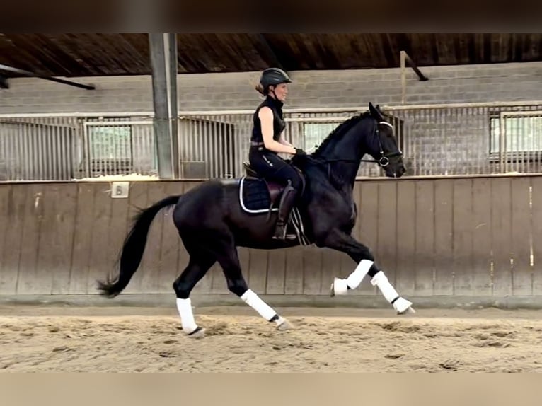 Westfale Wallach 3 Jahre 165 cm Rappe in Lingen