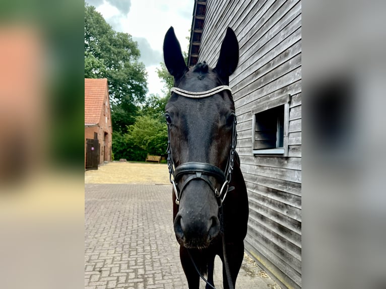 Westfale Wallach 3 Jahre 165 cm Rappe in Lingen