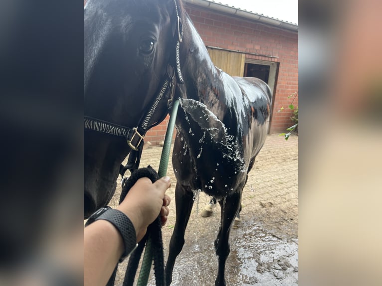 Westfale Wallach 3 Jahre 165 cm Rappe in Lingen