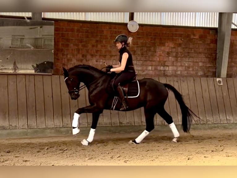 Westfale Wallach 3 Jahre 165 cm Rappe in Lingen