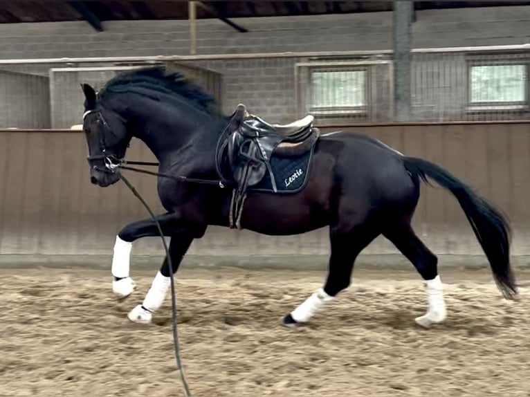 Westfale Wallach 3 Jahre 165 cm Rappe in Lingen