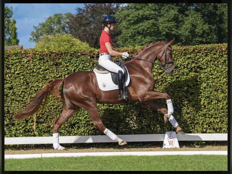Westfale Wallach 3 Jahre 165 cm Rappe in Lingen