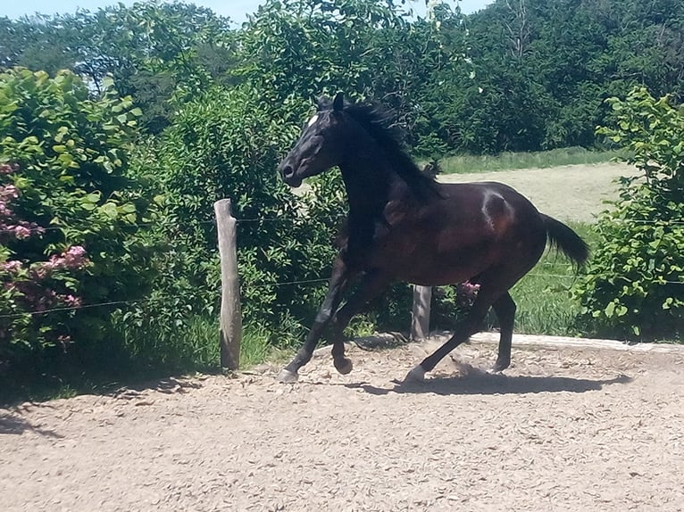 Westfale Wallach 3 Jahre 165 cm Schwarzbrauner in Betzdorf
