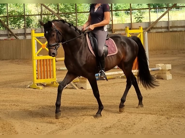 Westfale Wallach 3 Jahre 165 cm Schwarzbrauner in Herborn