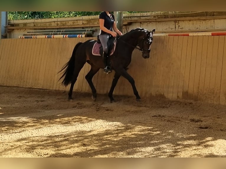 Westfale Wallach 3 Jahre 165 cm Schwarzbrauner in Herborn