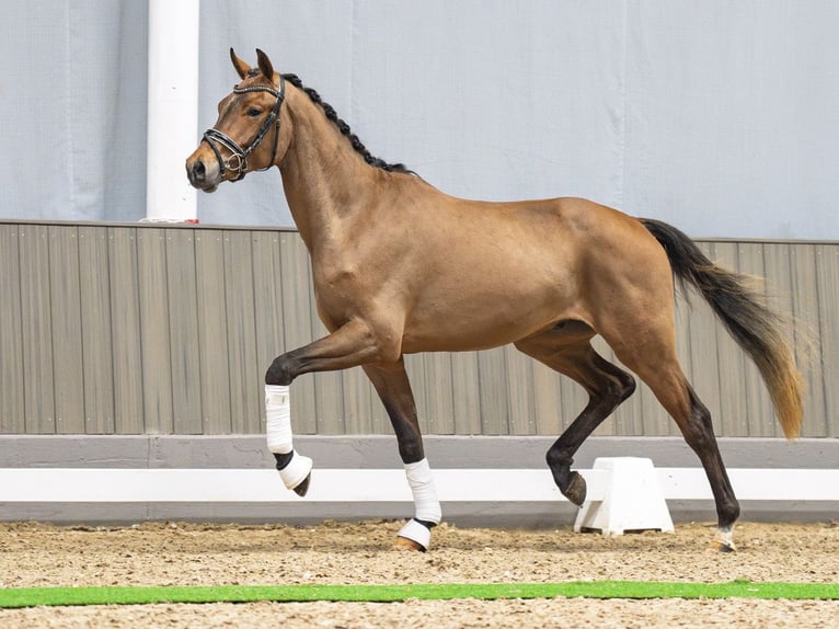 Westfale Wallach 3 Jahre 166 cm Brauner in M&#xFC;nster-Handorf