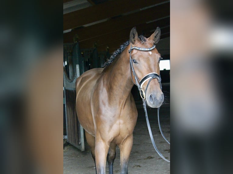 Westfale Wallach 3 Jahre 166 cm Brauner in Ebenweiler