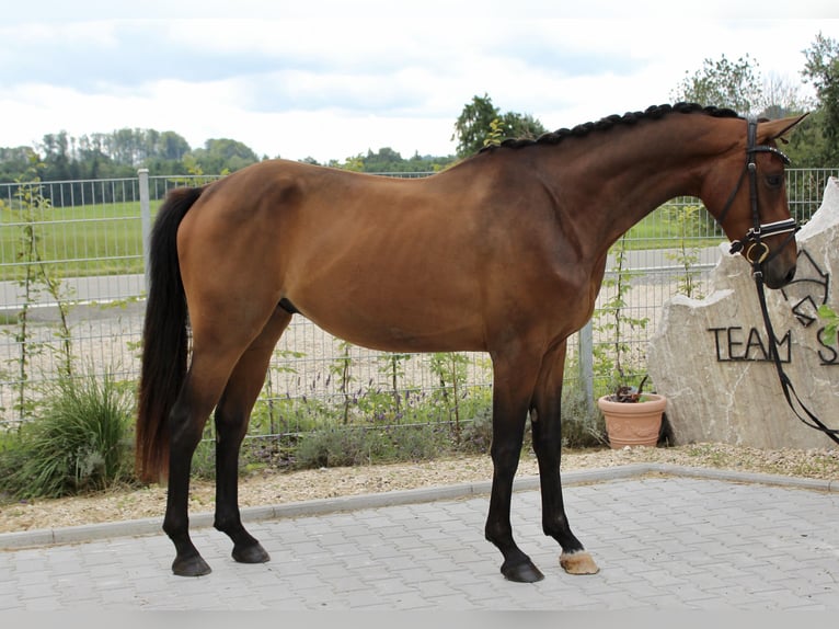 Westfale Wallach 3 Jahre 166 cm Brauner in Ebenweiler