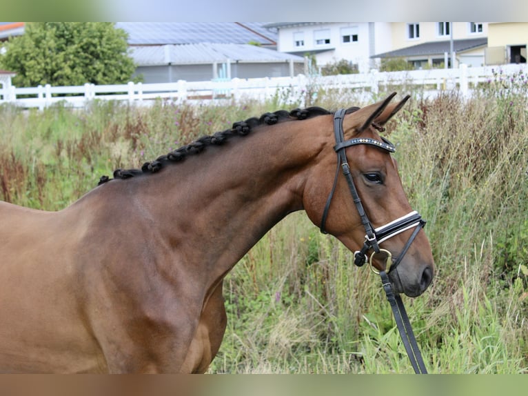 Westfale Wallach 3 Jahre 166 cm Brauner in Ebenweiler