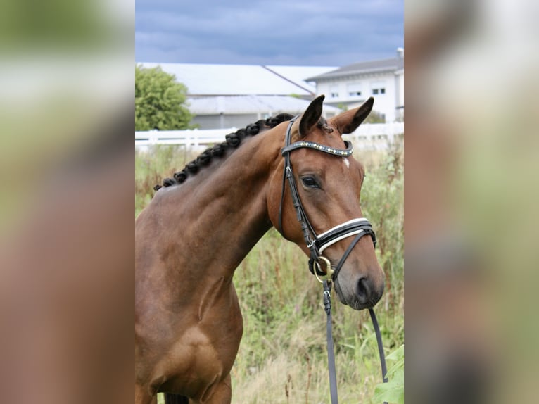 Westfale Wallach 3 Jahre 166 cm Brauner in Ebenweiler