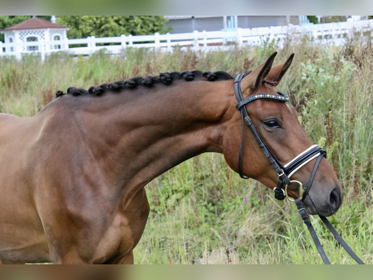 Westfale Wallach 3 Jahre 166 cm Brauner in Ebenweiler