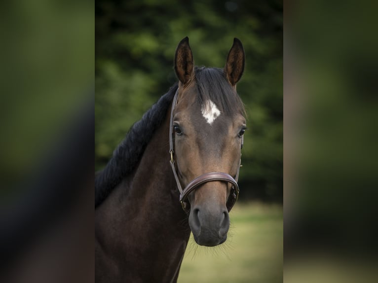Westfale Wallach 3 Jahre 166 cm Dunkelbrauner in Melle